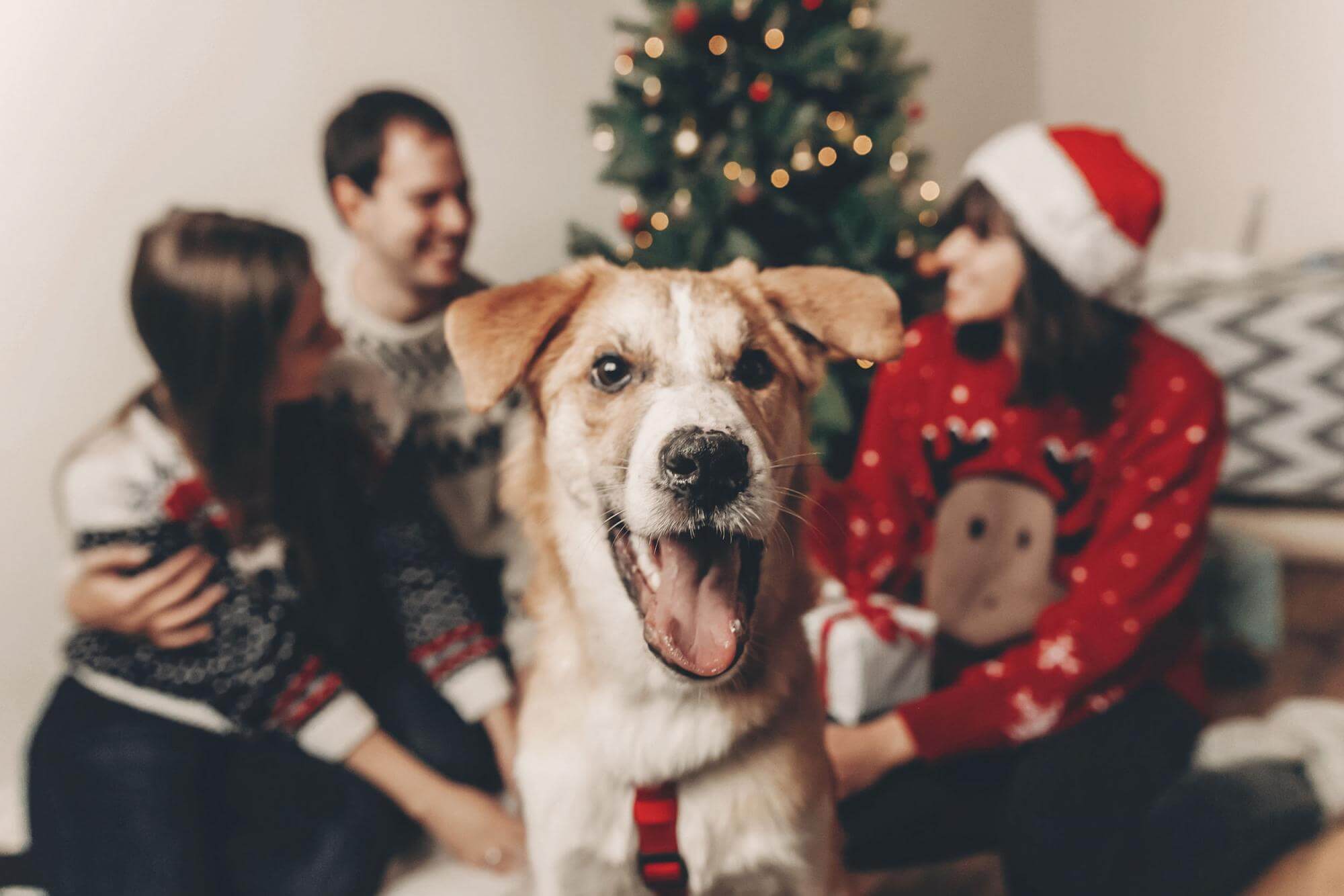 5 Festive Activities For You and Your Dog!