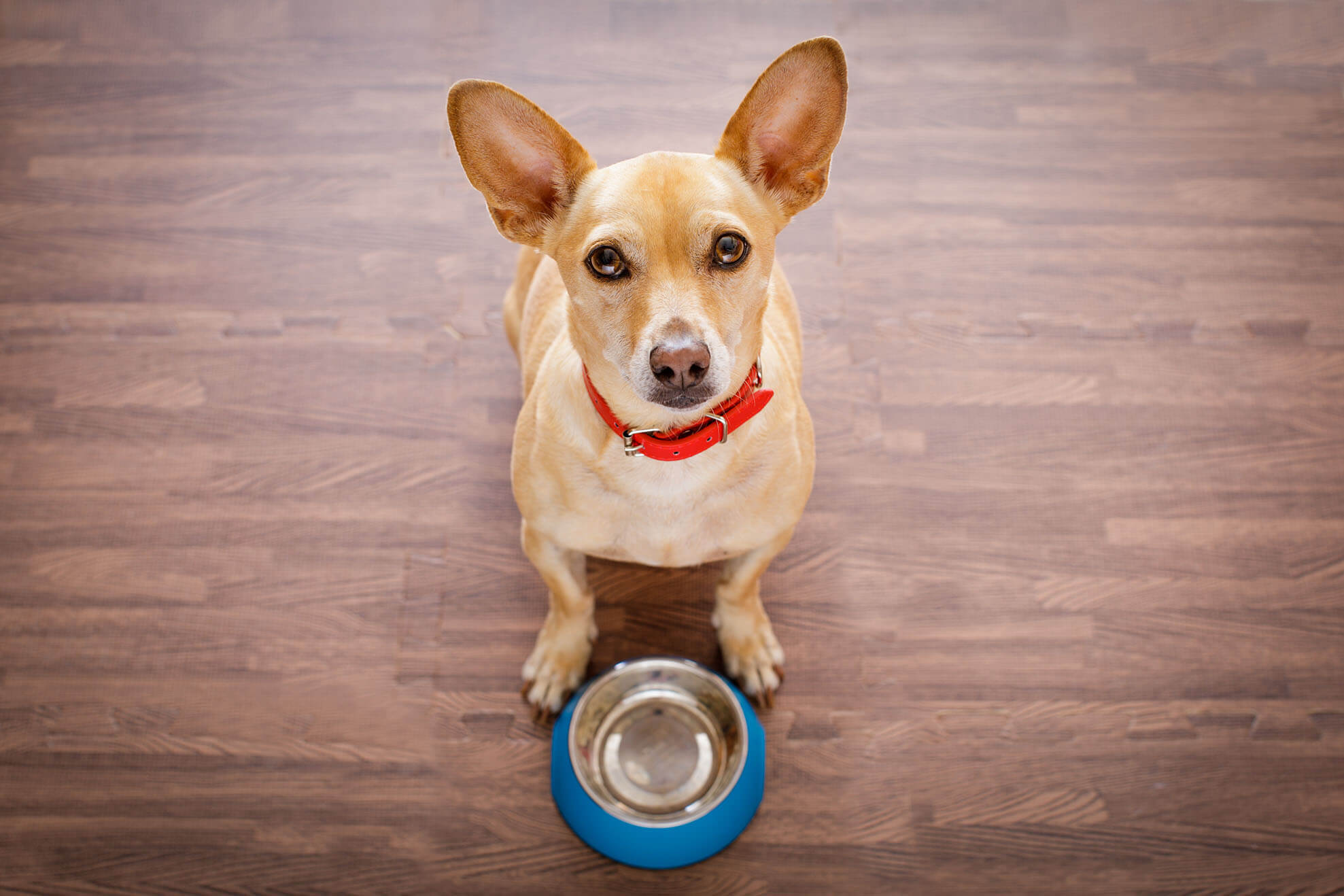 5 Meatiful tips for feeding your dog