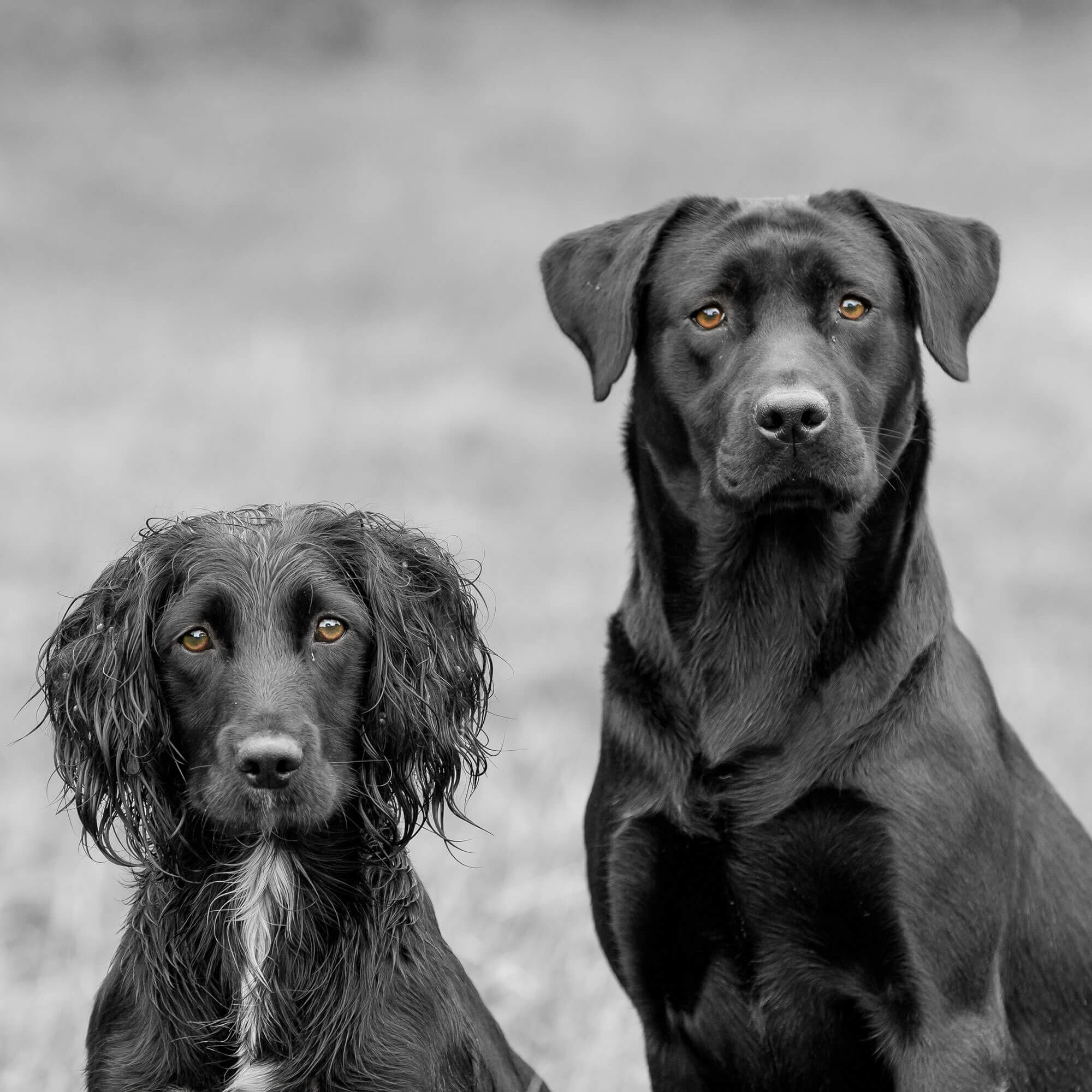 research on working dogs