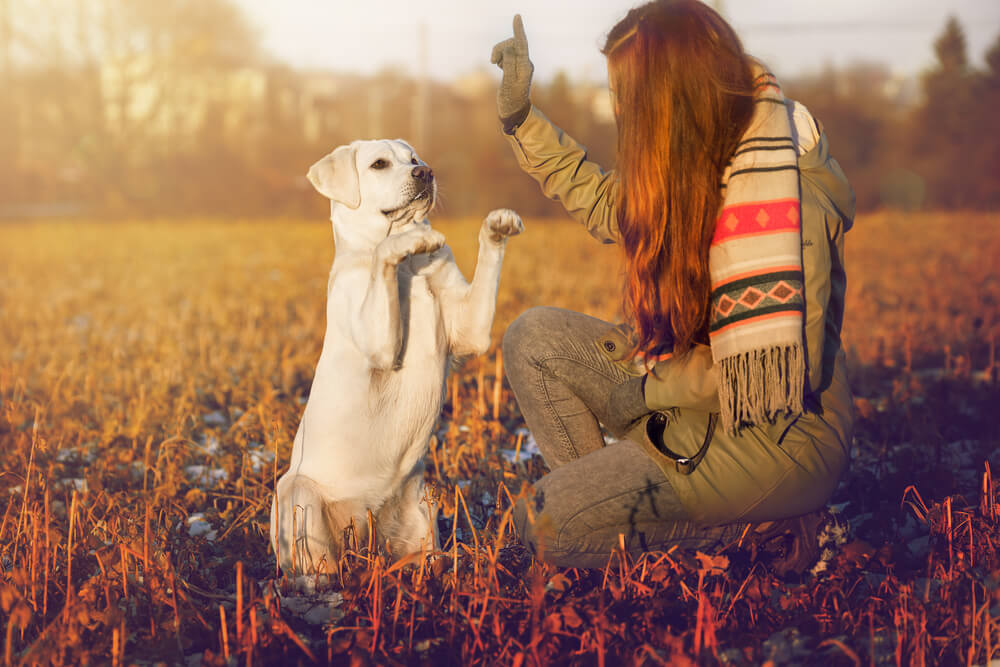 6 Training Tips for a Well Behaved Dog