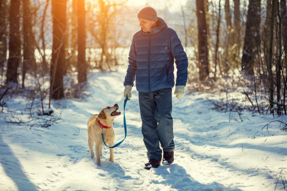 Best Winter Dog Walks in the UK