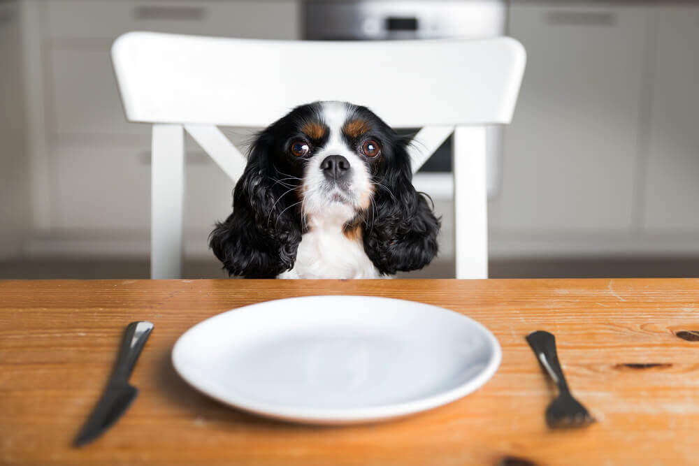 Dog food ingredients that will keep your pet in tip top shape