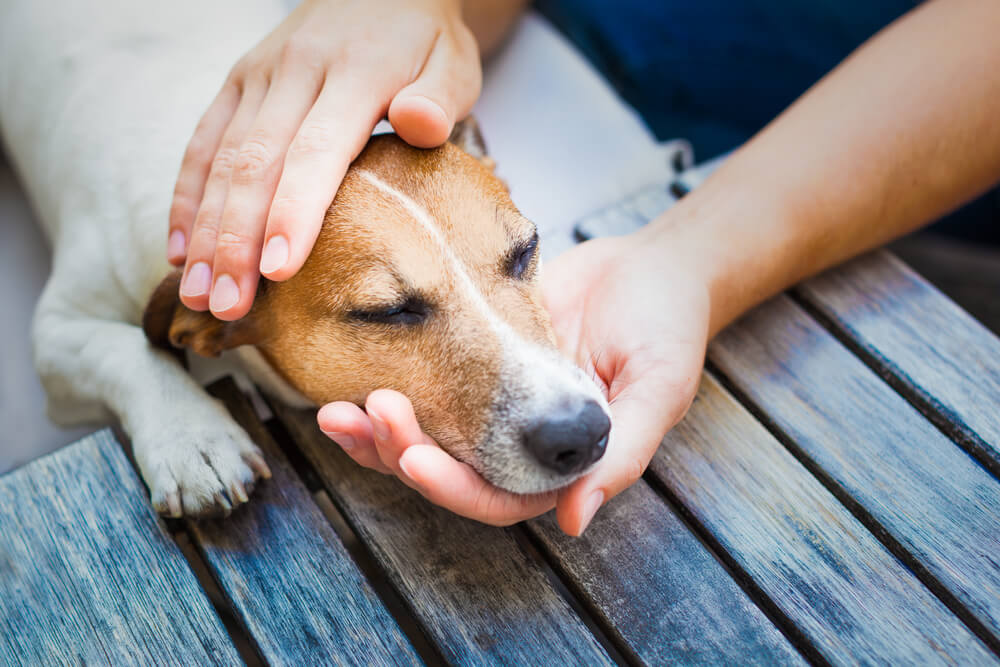 Doggy first aid; how to help your dog in an emergency