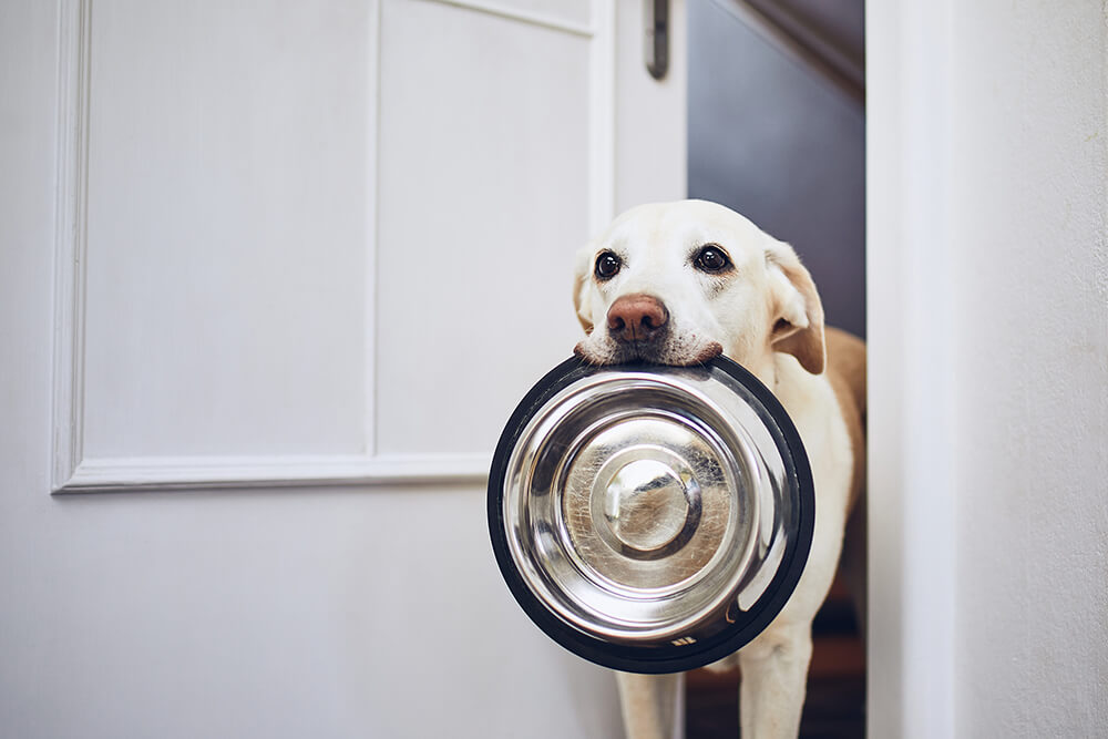 Food glorious food; dog nutrition explained
