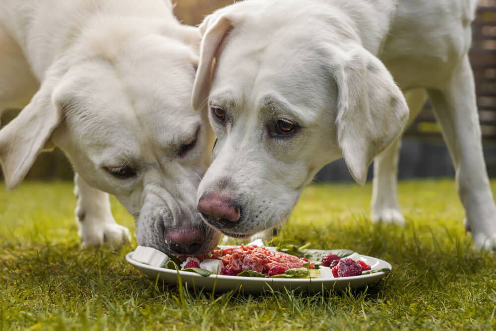 How Meatiful is The Perfect Handy Alternative to Raw Feeding