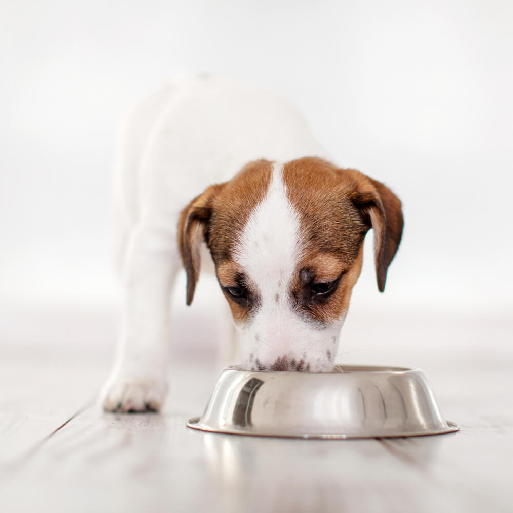 How to Feed Your New Puppy