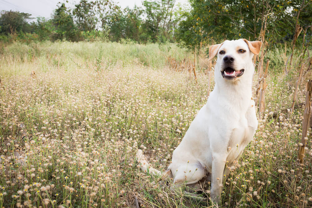 How to Keep Your Dog Happy and Healthy