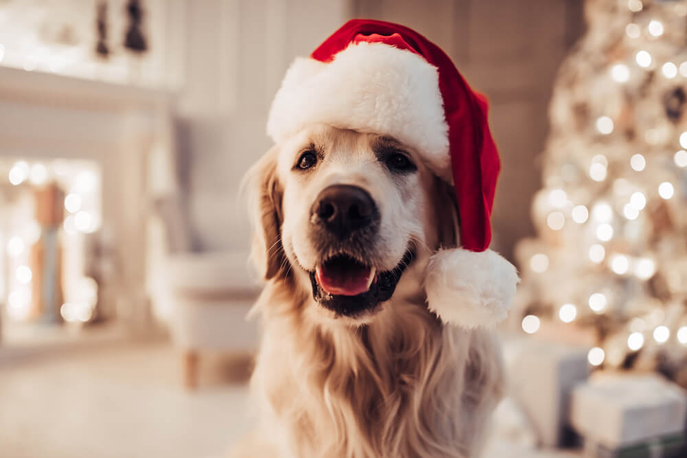 How to make your Christmas dinner dog friendly