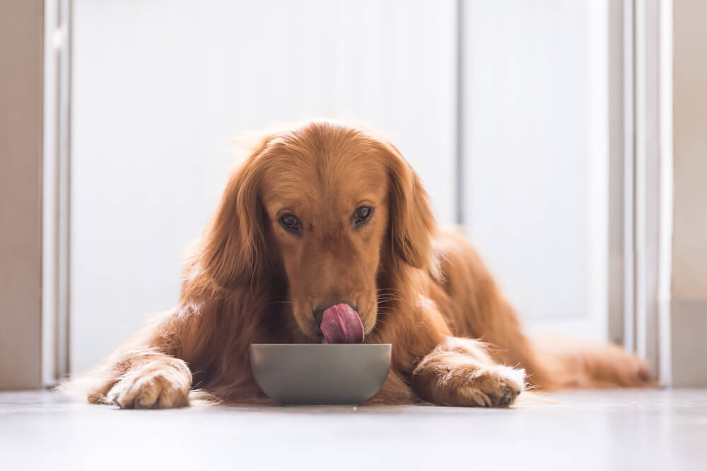 Is grain-free dog food worth the hype?