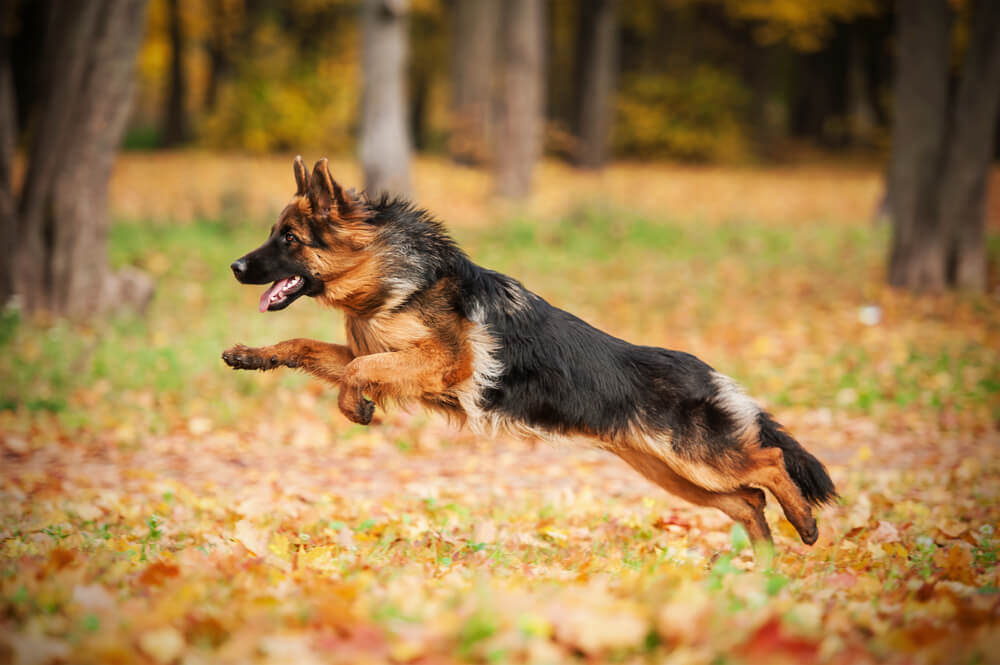 Paw police; a day in the life of a pooch on patrol