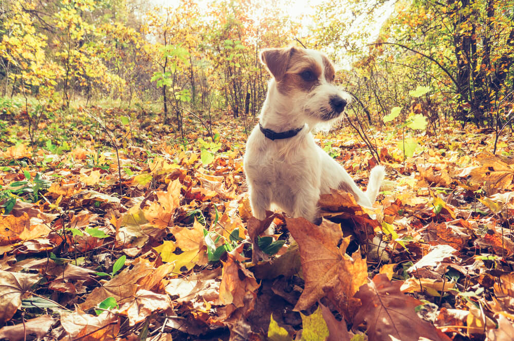 Things To Keep In Mind For Your Dog This Autumn