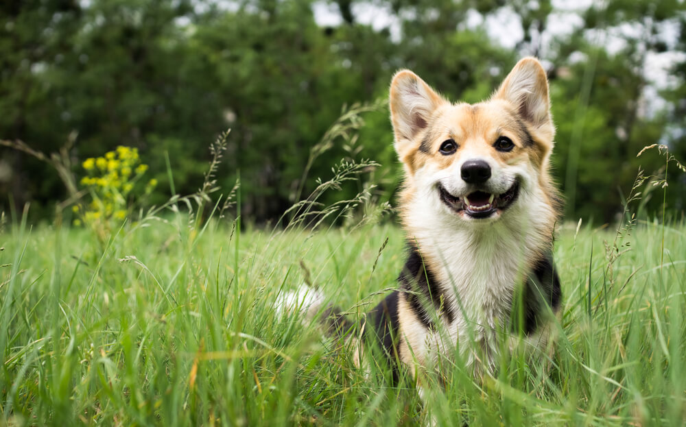 Things to Keep In Mind for Your Dog This Summer