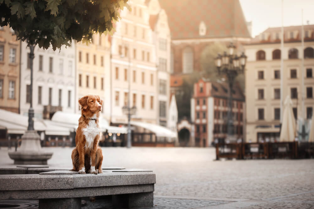 Things to Know About Keeping a Dog in the City