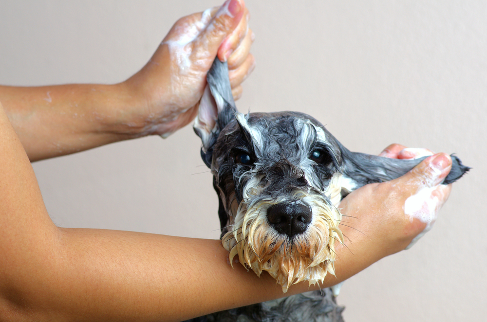 Top tips on DIY dog grooming