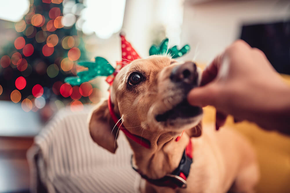 What Is and Isn’t Ok to Feed Your Dog at Christmas