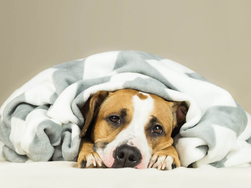 What causes stomach problems in dogs?