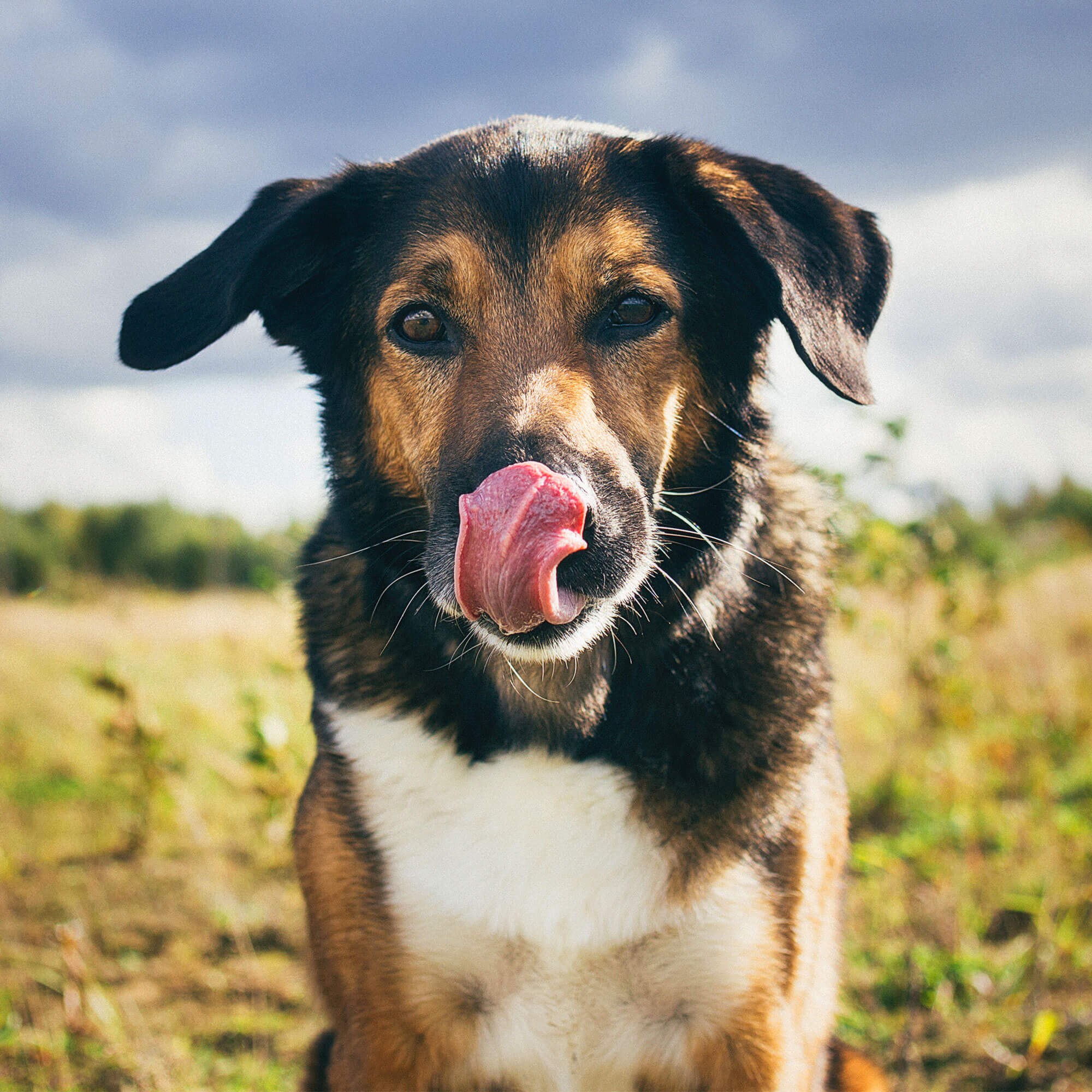 What is hypoallergenic dog food?