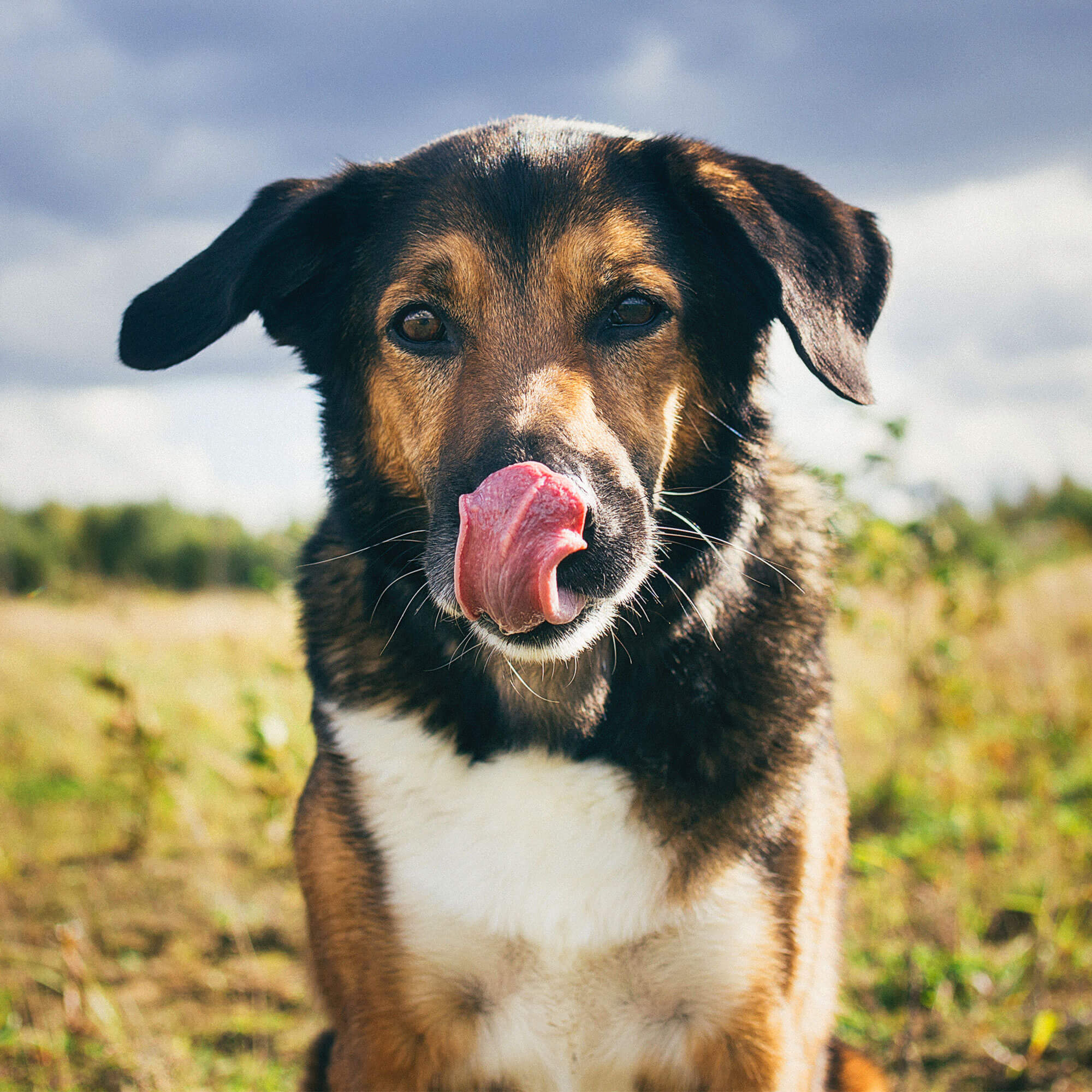 What Is Hypoallergenic Diet For Dogs What Is Hypoallergenic Diet For Dogs