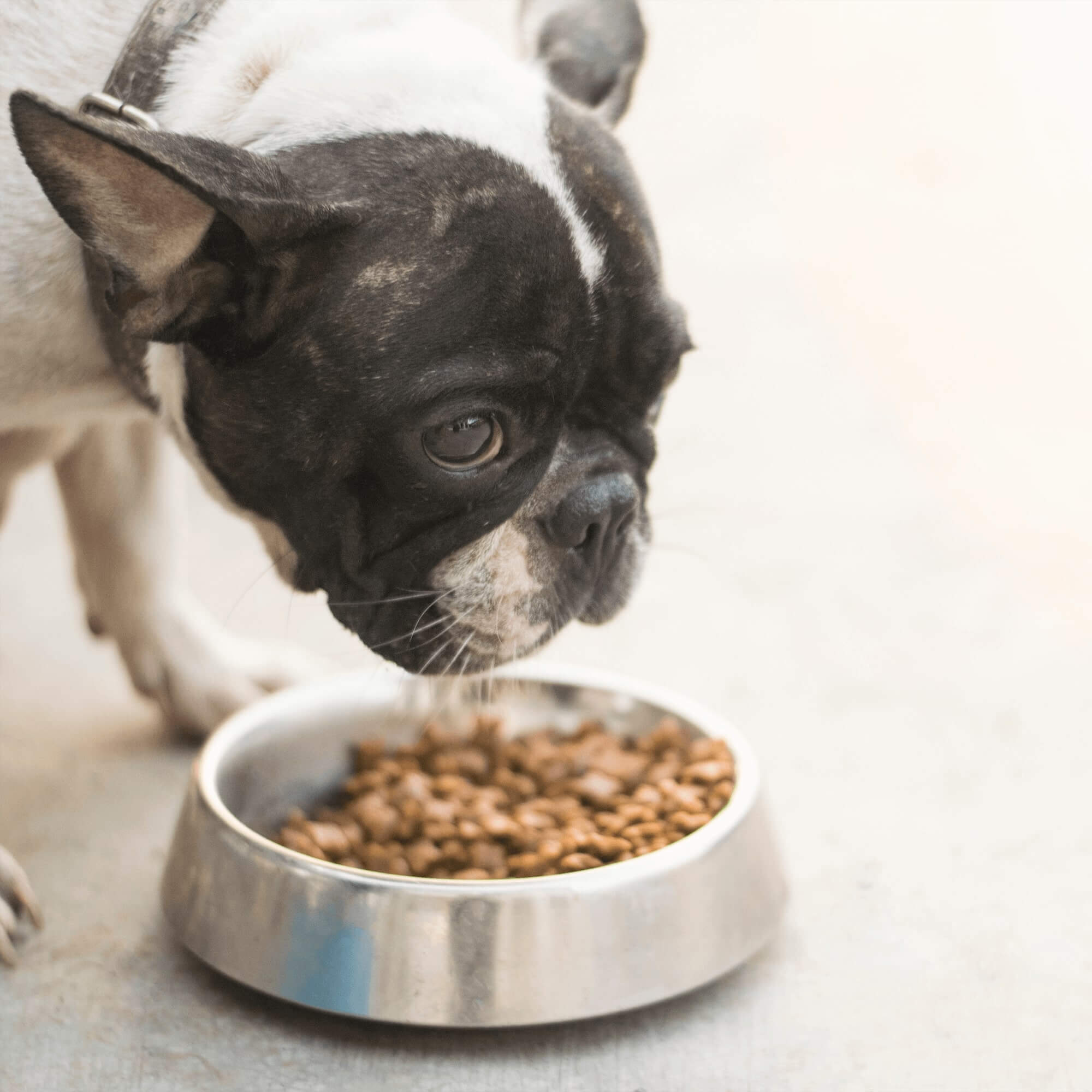 You are what you eat; the healing power of high quality dog food