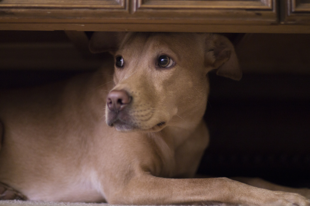 How to help calm an anxious dog